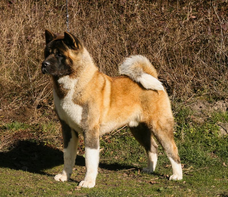 Akita amerykańska - masywny pies z czarną maską i szeroką czaszką