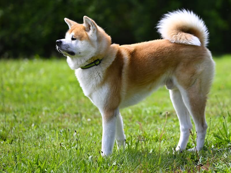 Akita - rudo-biały pies o lisiej głowie i zawiniętym ogonie