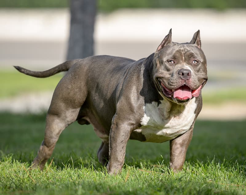 American bully - niebieski, bardzo muskularny pies z krótką szeroką głową