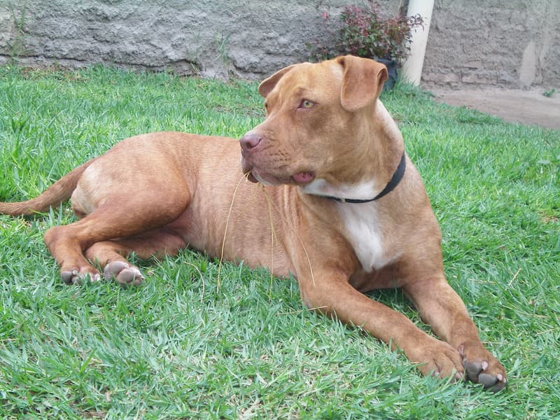 American pit bull terrier - rudy, muskularny pies leżący