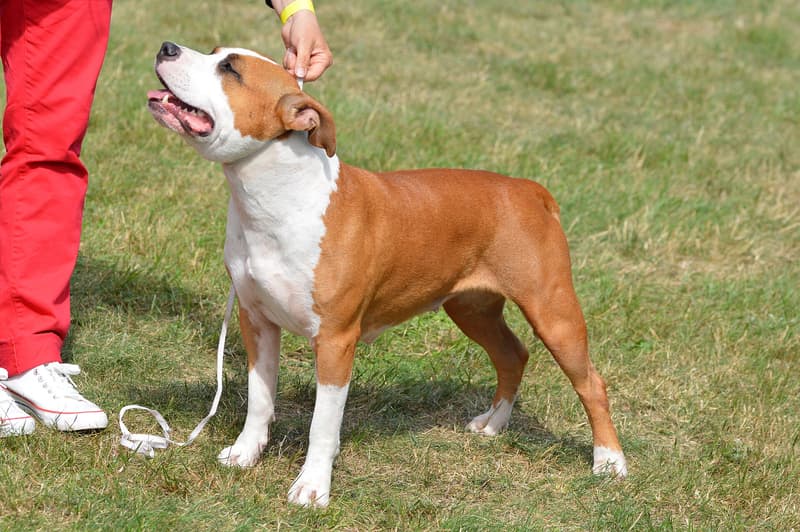 American staffordshire terrier - rudo-biały, muskularny pies o krótkiej sierści