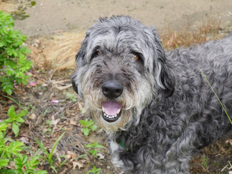 Aussiedoodle - pies o umaszczeniu blue merle i kędzierzawej szacie