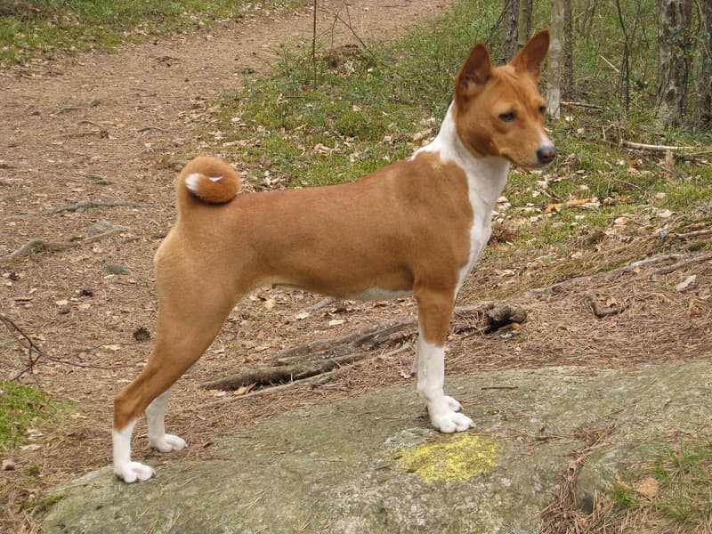 Basenji - smukły rudo-biały pies o stojących uszach i ogonie zwiniętym w pierścień