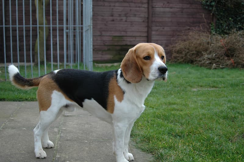 Beagle - trójkolorowy pies o opadających uszach