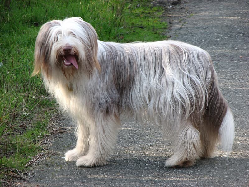 Bearded collie - pies o długiej szorstkiej beżowo-szarej szacie z brodą
