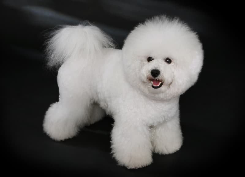 Bichon frise - biały pies o kręconej szacie strzyżonej w kulę