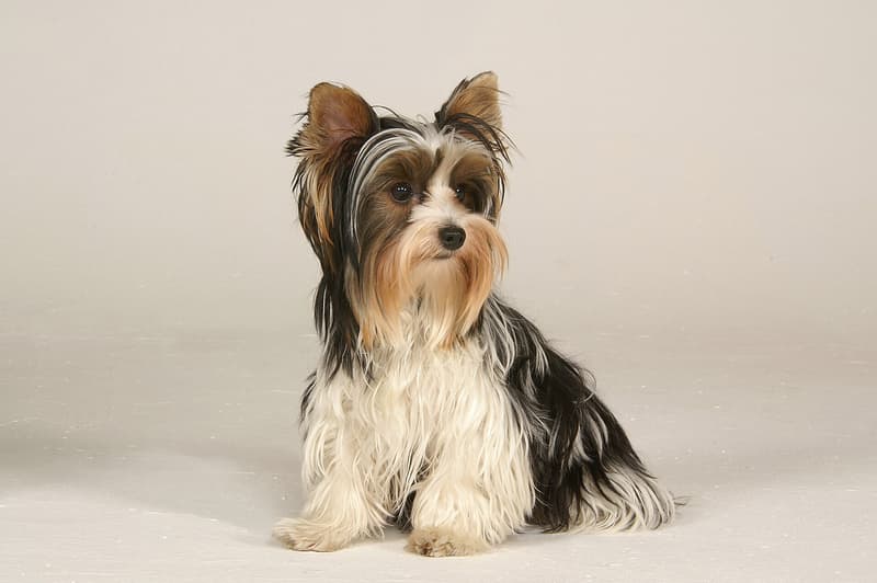 Biewer yorkshire terrier - biało-czarno-podpalany pies o długiej szacie