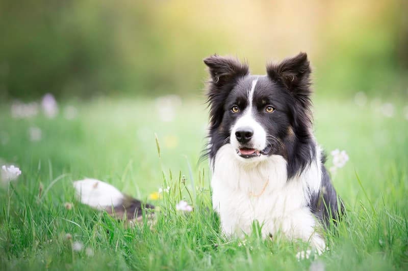 Border collie - czarno-biały pies leżący w trawie