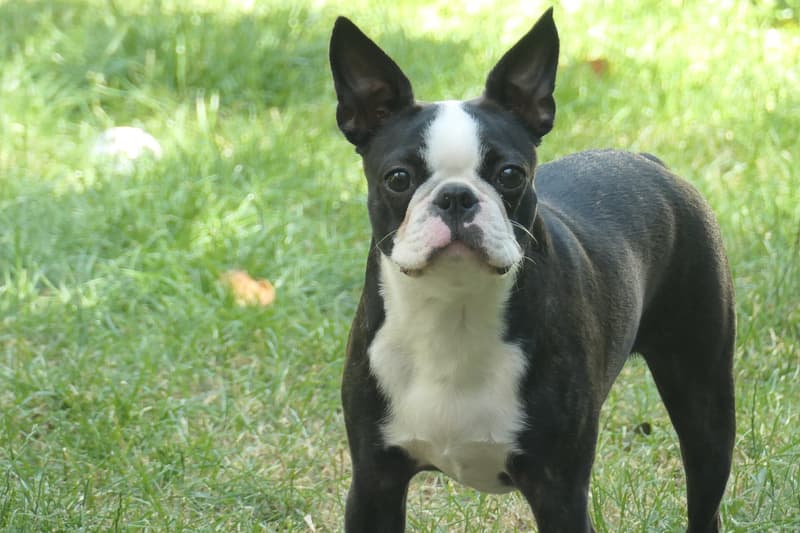 Boston terrier - czarno-biały pies o stojących uszach i krótkiej kufie