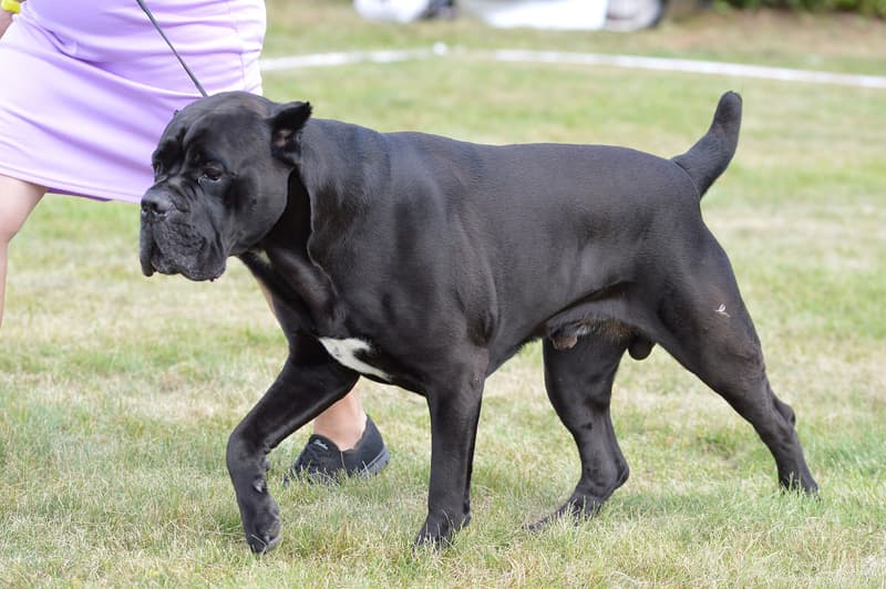 Cane corso italiano - czarny pies o masywnej głowie w ruchu