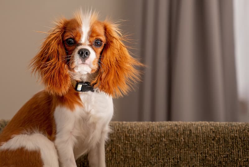 Cavalier king charles spaniel - biało-kasztanowy pies o długich owłosionych uszach, siedzi