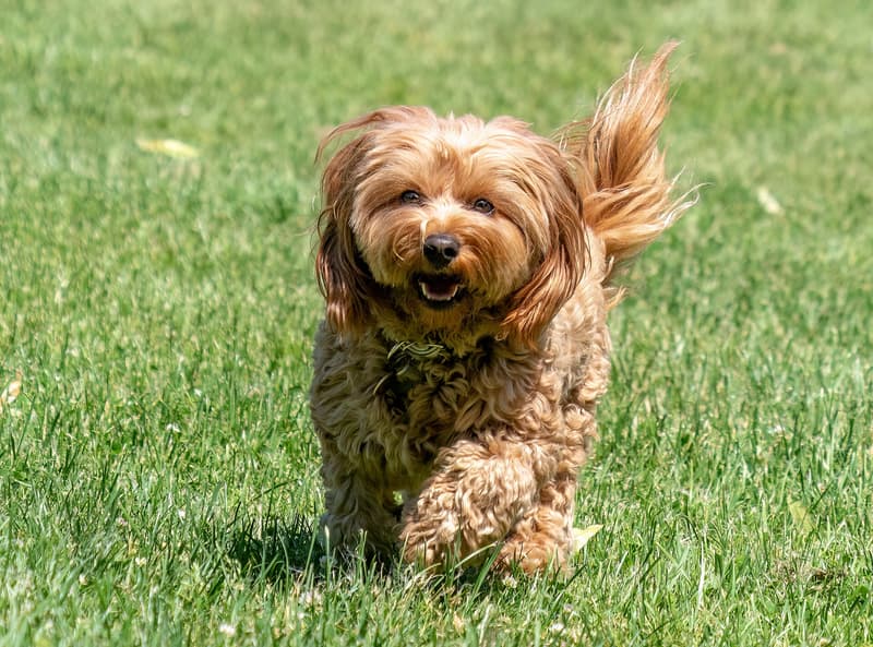 Cavapoo - mały rudy pies o kędzierzawej szacie w biegu