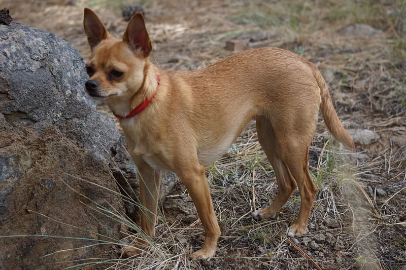 Chihuahua - płowy krótkowłosy pies o dużych stojących uszach