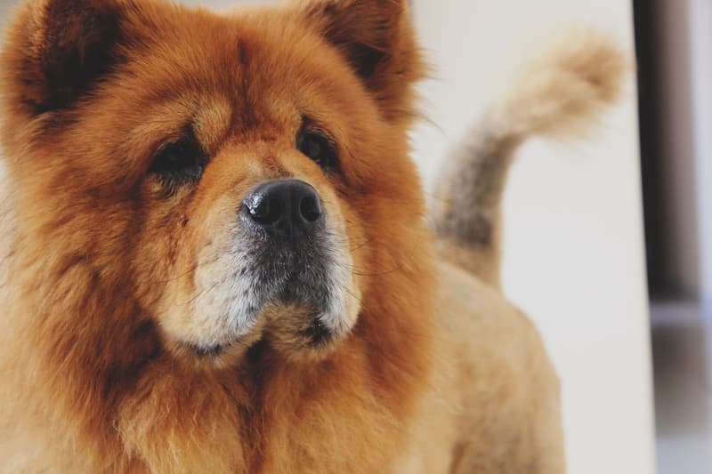 Chow chow - rudy pies z lwią grzywą