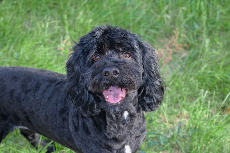 Cockapoo - czarny pies o kędzierzawej szacie i spanielowych uszach