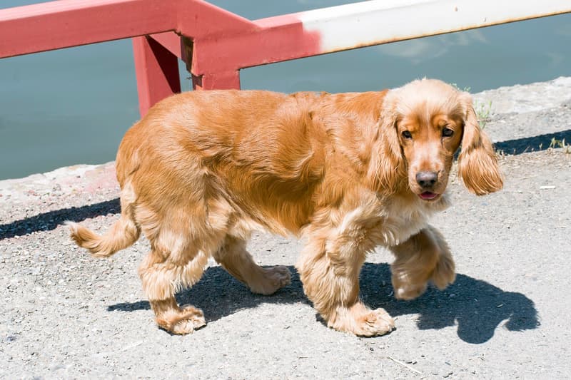 Cocker spaniel angielski - rudy pies o długich pofalowanych uszach
