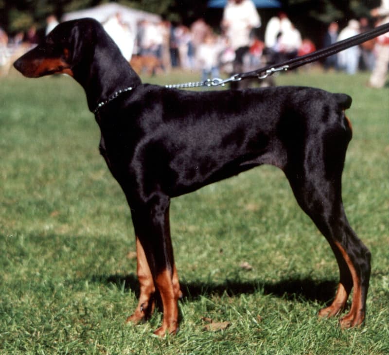 Doberman - smukły czarny podpalany pies o naturalnych opadających uszach