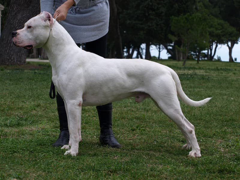 Dog argentyński - biały muskularny pies o szerokiej głowie
