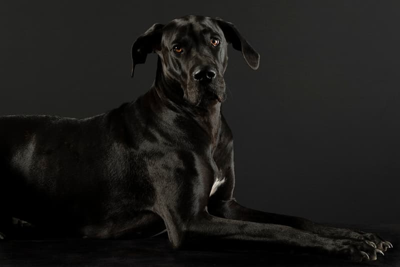 Dog niemiecki - bardzo duży czarny pies, zdjęcie studyjne