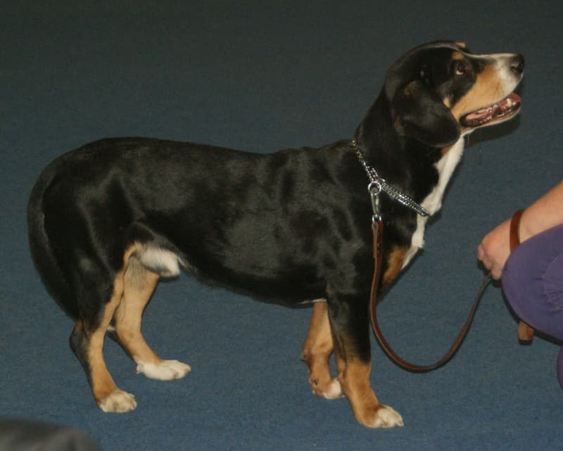 Entlebucher - trójbarwny pies o krótkiej sierści