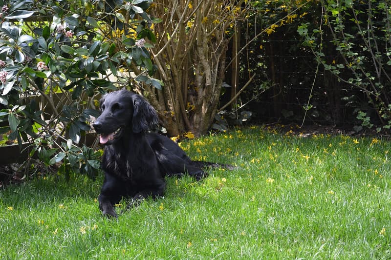 Flat coated retriever - czarny pies o gładkiej szacie leżący