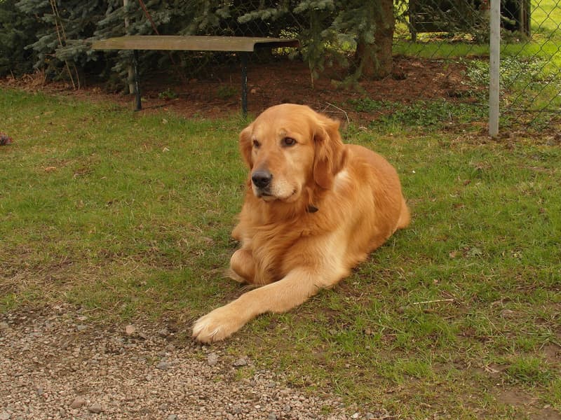 Golden retriever - złoty pies o średnio długiej szacie leżący