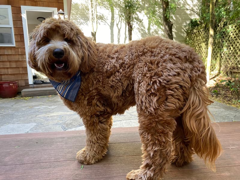 Goldendoodle - rudo-złoty pies o kędzierzawej szacie w chustce