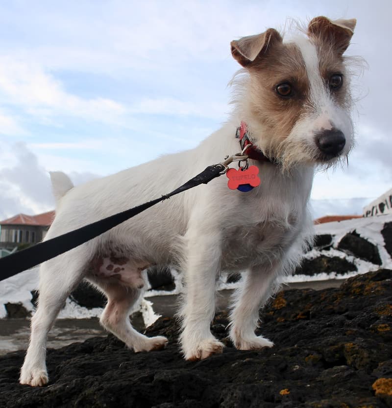 Jack russell terrier - biało-płowy pies o szacie szorstkiej