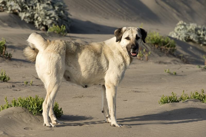 Kangal - płowy pies z czarną maską i zawiniętym ogonem na wydmach