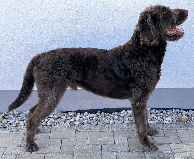 Labradoodle - czekoladowy pies o falistej szacie z profilu