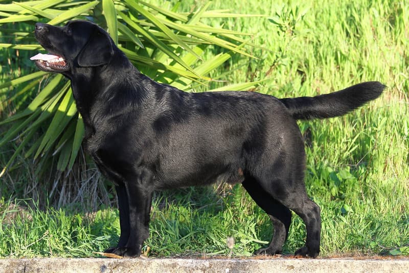 Labrador retriever - czarny pies o krótkiej gęstej szacie stojący z profilu