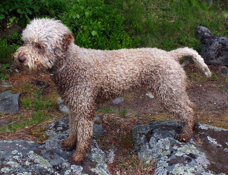 Lagotto romagnolo - brązowo-dereszowaty pies o kędzierzawej szacie w pierścienie