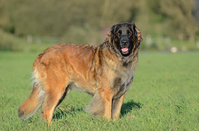 Leonberger - lwio-płowy pies z czarną maską i grzywą na łące