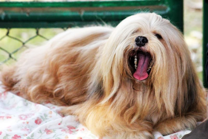 Lhasa apso - pies o długiej złoto-płowej szacie ziewający