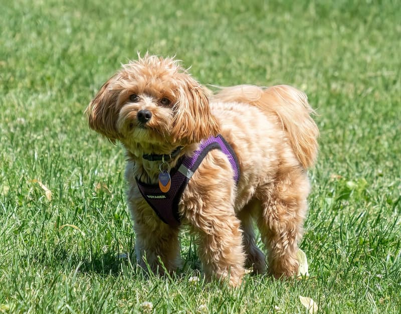 Maltipoo - morelowy pies o kędzierzawo-falistej szacie w szelkach na trawie