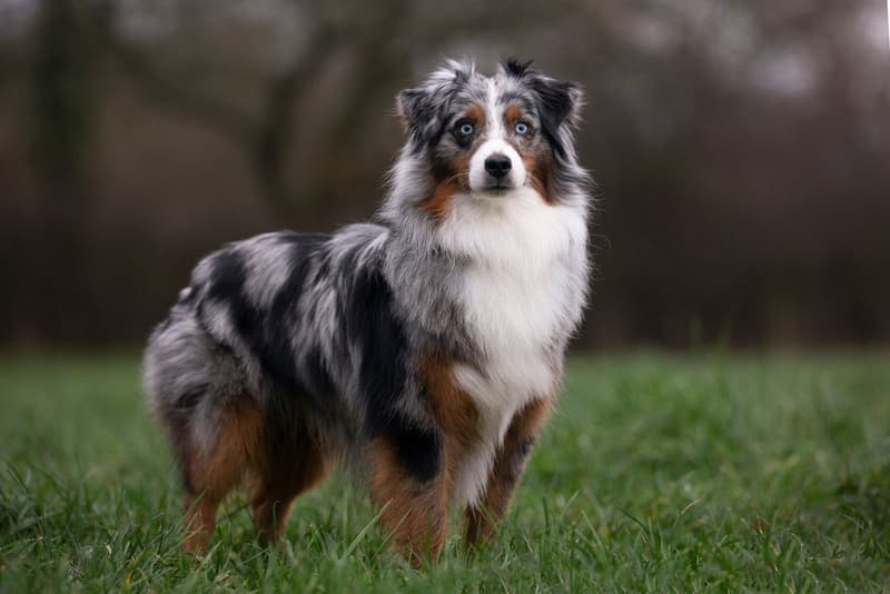 Owczarek amerykański miniaturowy - pies blue merle z podpalaniem i niebieskimi oczami