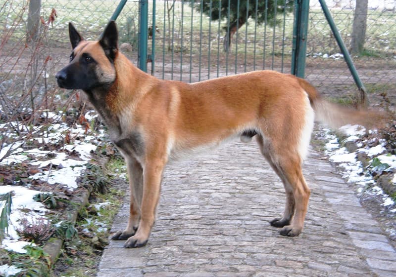 Owczarek belgijski - płowy pies odmiany malinois z czarną maską z profilu