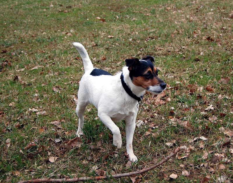 Parson russell terrier - biały pies z czarno-podpalaną głową
