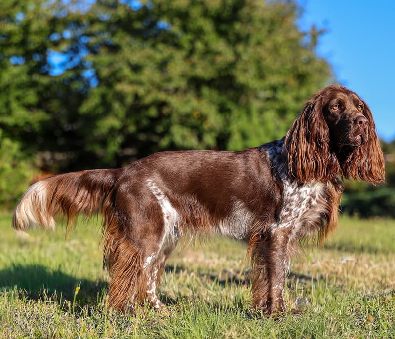 Polski spaniel myśliwski - czekoladowy pies z długimi uszami na łące