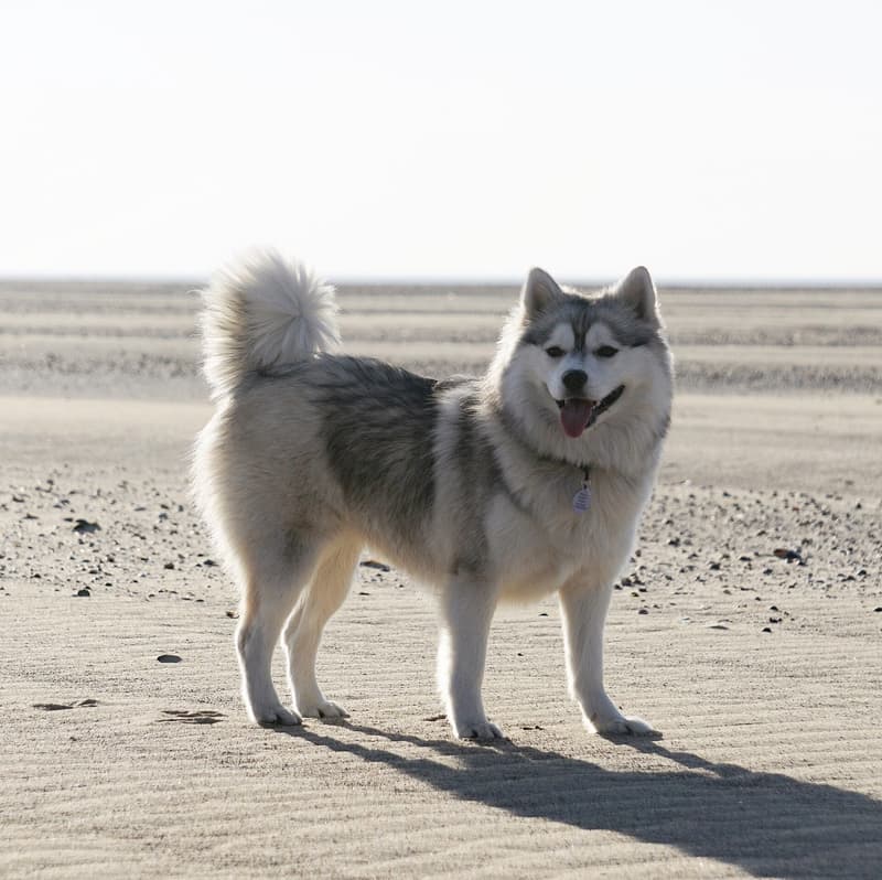 Pomsky - szaro-biały pies z maską jak u husky na plaży