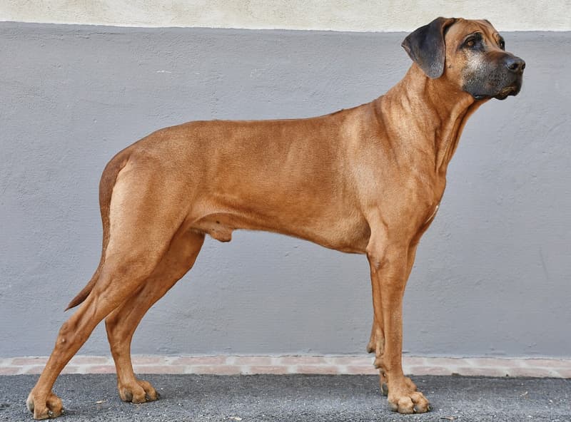 Rhodesian ridgeback - pies maści pszenicznej z czarną maską z boku