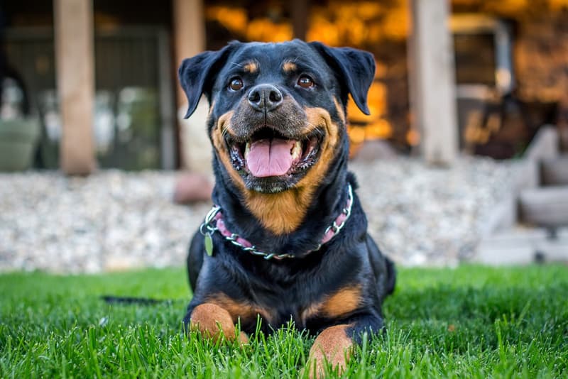 Rottweiler - czarny podpalany pies o masywnej głowie leżący