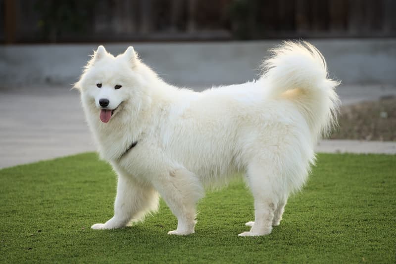 Samoyed - biały pies o gęstej szacie i ogonie zawiniętym na grzbiet