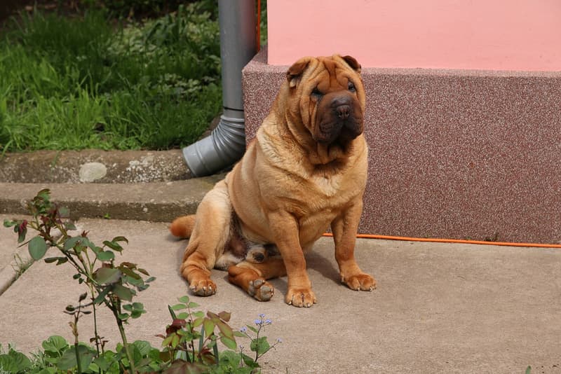 Shar pei - płowy pies z fałdami skóry siedzący