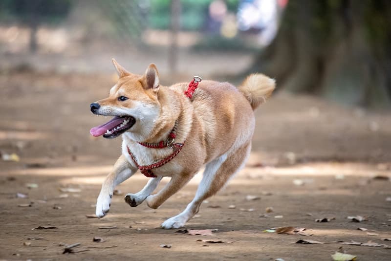 Shiba - czerwony pies z jasnymi policzkami i zawiniętym ogonem w biegu