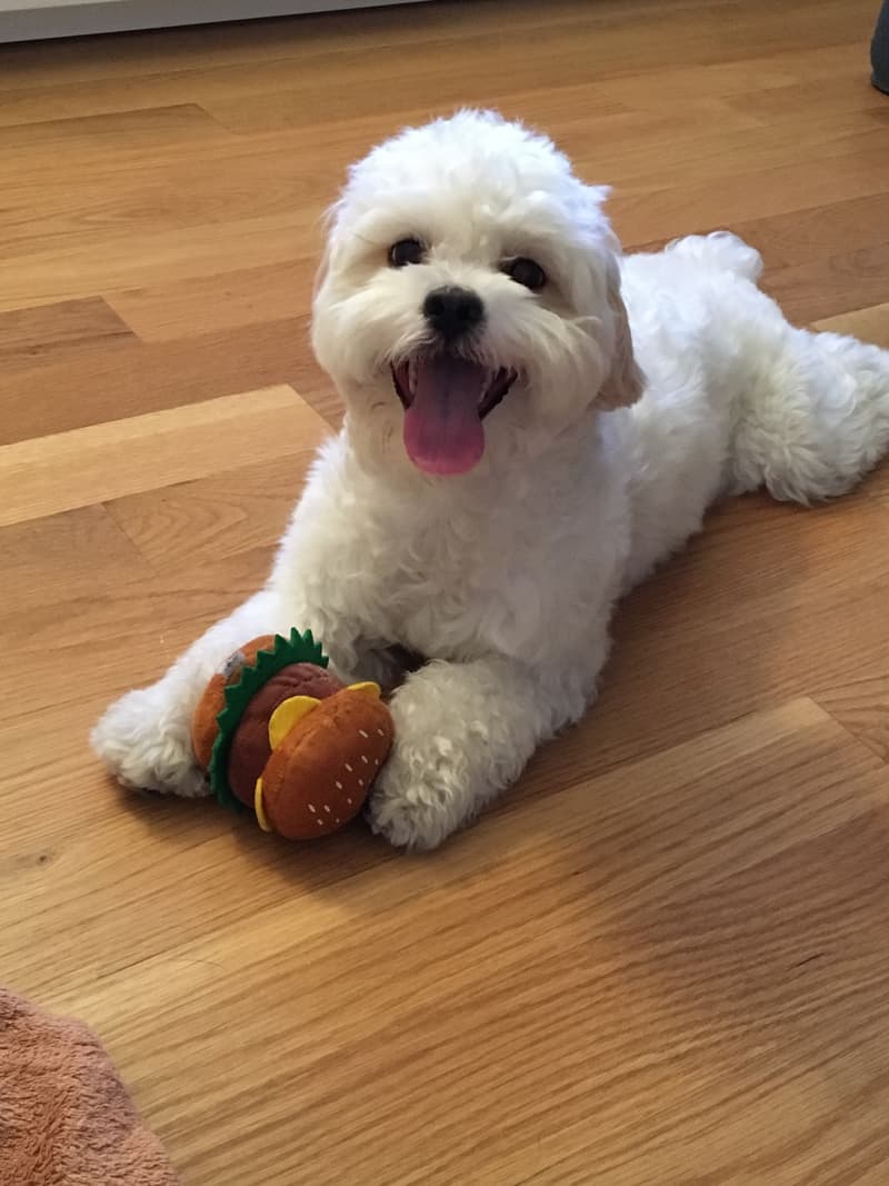 Shih-poo - biały pies o kędzierzawej szacie leży na podłodze z pluszową zabawką
