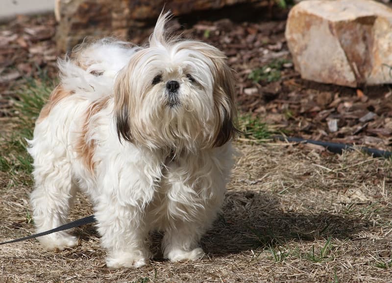 Shih tzu - biało-złoty pies o długiej szacie z brodą