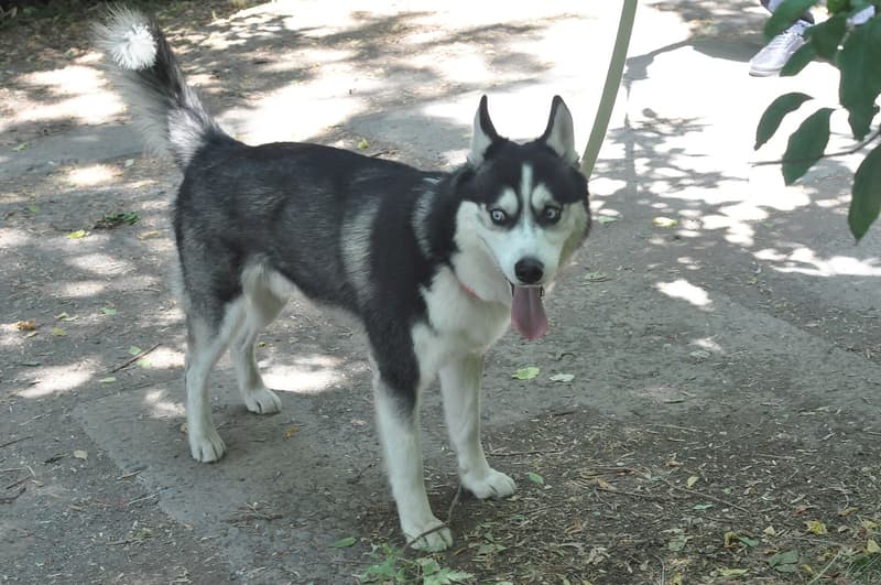 Siberian husky - czarno-biały pies o niebieskich oczach