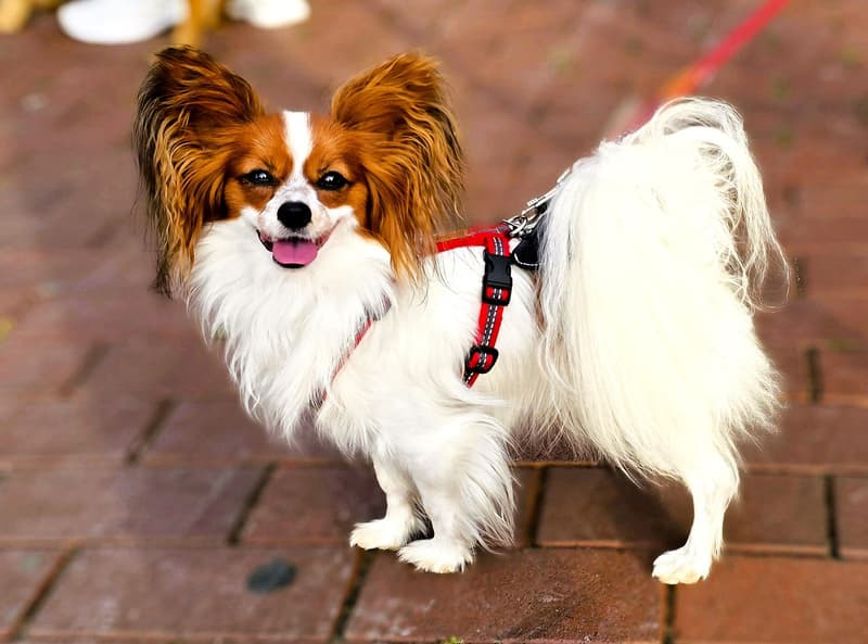 Spaniel kontynentalny miniaturowy - biało-rudy pies o uszach motyla