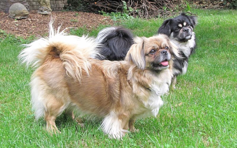 Spaniel tybetański - złoto-płowy pies, w tle drugi czarny podpalany